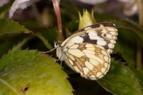 Le Demi-deuil, L'chiquier, L'chiquier commun ou L'Arge galathe. Une femelle (Lpidoptre - Nymphalidae - Melanargia galathea) 